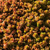 25 Spanish STONECROP / SEDUM HISPANICUM Groundcover Flower Seeds