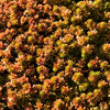 150 MIXED SEDUM Stonecrop Succulent Groundcover Red White Yellow Pink Purple Flower Seeds