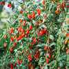 100 HIMALAYAN Tibetan GOJI BERRY Fruit Wolfberry Bush Lycium Barbarum Seeds