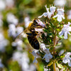 30 ORANGE THYME Orangelo Thymus Vulgaris Fragrantissimus Culinary Herb Seeds