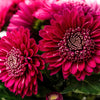 50 Mixed Colors INDIAN CHRYSANTHEMUM Indicum Hardy Mum Double Red Yellow Pink Orange Purple Bicolor Flower Seeds