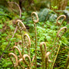 1500 Western SWORD FERN Giant Holly Swordfern Polystichum Munitum Aspidium Solitarium Spores Seeds