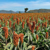 Della Sorghum Seeds – Bicolor Syrup Flour Grain Vegetable – photo 3