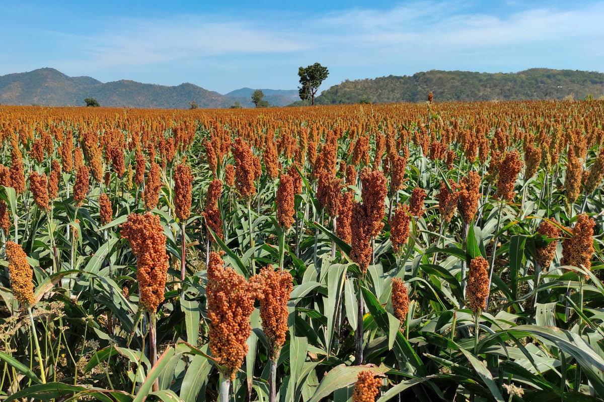Della Sorghum Seeds – Bicolor Syrup Flour Grain Vegetable – photo 3