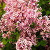 30 PINK LILAC Hungarian Lilac Tree Shrub Syringa Josikaea Fragrant Flower Seeds