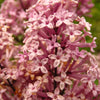 30 PINK LILAC Hungarian Lilac Tree Shrub Syringa Josikaea Fragrant Flower Seeds