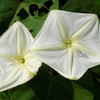 50 MOONFLOWER MORNING GLORY White Moon Flower Ipomoea Alba Flower Vine Seeds