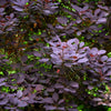 30 PURPLE SMOKE TREE Shrub Smokebush Cotinus Coggygria Rhus Cotinus Sumach Seeds