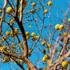 10 HEDGE APPLE Osage Orange Horse Apple Monkey Ball Maclura Pomifera Tree Seeds