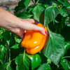 100 ORANGE King BELL PEPPER Sweet Capsicum Annuum Vegetable Seeds