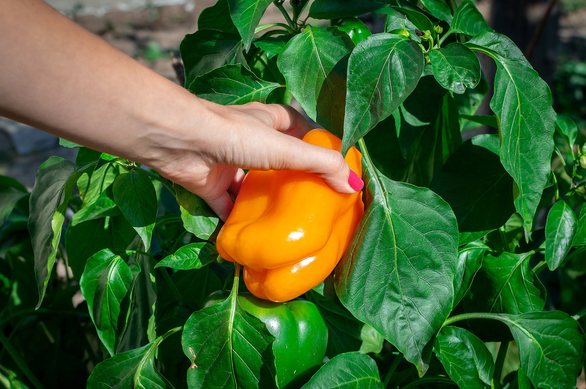 Orange King Bell Pepper Sweet Capsicum Annuum Vegetable Seeds – photo 2