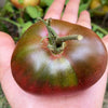 100 Organic PURPLE CHEROKEE TOMATO Lycopersicon Lycopersicum Fruit Vegetable Seeds