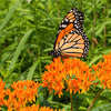 10 GAY BUTTERFLIES MILKWEED Red Yellow Orange Mix Asclepias Tuberosa Butterfly Weed Flower Seeds