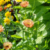 20 ZEOLIGHTS CALENDULA Officinalis MARIGOLD Flower Seeds Zeolight Coral Peach Apricot Pink