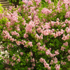30 PINK LILAC Hungarian Lilac Tree Shrub Syringa Josikaea Fragrant Flower Seeds