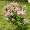 30 PINK LILAC Hungarian Lilac Tree Shrub Syringa Josikaea Fragrant Flower Seeds