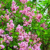30 PINK LILAC Hungarian Lilac Tree Shrub Syringa Josikaea Fragrant Flower Seeds