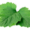 5 TRUE PATCHOULI SHRUB Fragrant Patchouly Pogostemon Cablin Herb Seeds