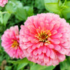 250 LUMINOSA PINK ZINNIA Elegans Flower Seeds