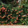 25 Orange HUMMINGBIRD TRUMPET CREEPER Campsis Radicans Vine Flower Seeds