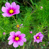 Pink Cosmos Radiance Seeds – Bipinnatus Flower – photo 8