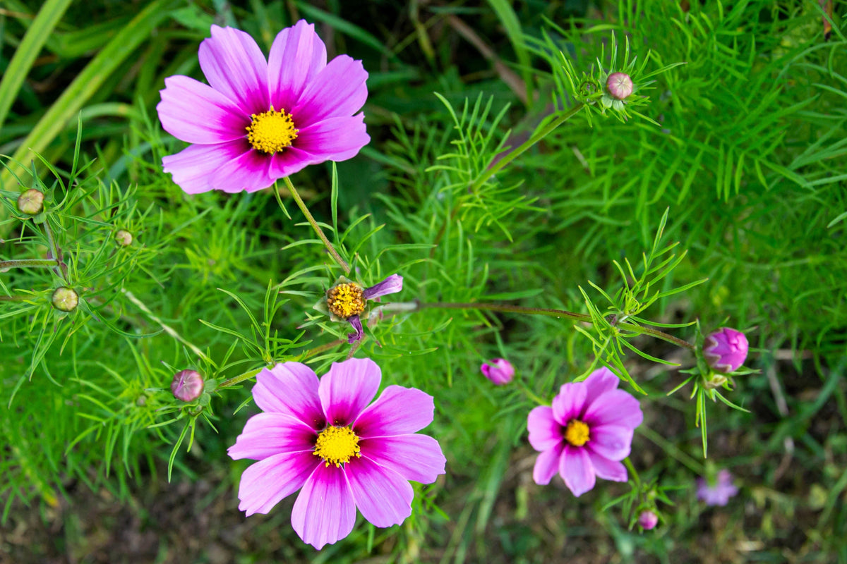 Pink Cosmos Radiance Seeds – Bipinnatus Flower – photo 8