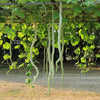 10 SNAKE GOURD Multicolored Craft Gourd Lagenaria Siceraria Vine Seeds