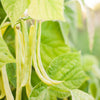 50 ' SLENDERWAX ' WAX BEAN Golden Yellow Bush Phaseolus Vulgaris Vegetable Seeds