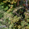 25 BOTTLEBRUSH GRASS Ornamental Shade Elymus Hystrix Patula Seeds
