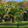 10 CANARY ISLAND Date PALM Phoenix Canariensis Tree Seeds