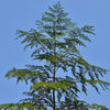 10 Flowering DRUMSTICK TREE Moringa Oleifera Seeds (Miracle Tree / Ben Oil Tree)