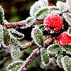 40 ENGLISH HOLLY Ilex Aquifolium aka European Common or Christmas Holly Evergreen Tree Shrub Berry Seeds