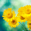 1000 DAHLBERG DAISY Thymophylla Tenuiloba Yellow Flower Seeds - aka Golden Fleece, Gold Carpet,  Shooting Star