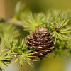 25 JAPANESE LARCH TREE Conifer Pine Cones Bonsai Larix Kaempferi Seeds