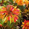 150 TRICOLOR AMARANTHUS PERFECTA Summer Poinsettia Amaranth Flower Seeds