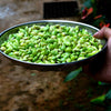 Baby Lima Bean Seeds – Phaseolus Lunatus Vegetable – photo 4