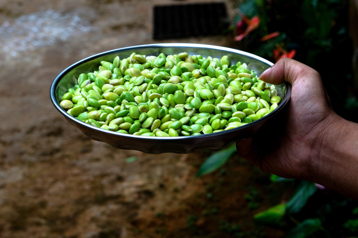 Baby Lima Bean Seeds – Phaseolus Lunatus Vegetable – photo 4