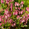 10 Pink FRINGED Fern Leaf BLEEDING HEART Dicentra Eximia Fernleaf Sun or Shade Flower Seeds