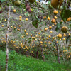 10 SWEET GRANADILLA Yellow Passionfruit Grenadia Sugar Fruit Passiflora Ligularis Huge Purple & White Flower Yellow Orange Fruit Vine Seeds