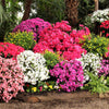 25 MIXED COLORS AZALEA Rhododendron spp. Red, Pink, Purple, White Flower Shade Bush Shrub Seeds