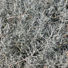 100 SILVER SAGEBRUSH Artemisia Cana Dwarf Sagebrush Silver Wormwood Herb Flower Seeds