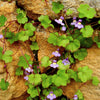 100 KENILWORTH IVY (Ivy-Leaved Toadflax) Cymbalaria Muralis Vine Flower Seeds