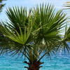 30 CALIFORNIA FAN PALM Tree Petticoat Arizona Desert Washingtonia Filifera Seeds