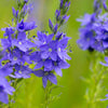 75 ROYAL BLUE SPEEDWELL Veronica Austriaca Teucrium Flower Seeds