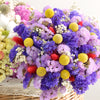 20 Yellow BILLY BUTTONS / WOLLYHEADS Craspedia Globosa Flower Seeds