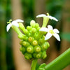 20 NONI Cheese Fruit Great Morinda Citrifolia Indian Beach Mulberry Shrub Tree Seeds