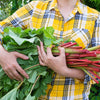 25 GLASKINS PERPETUAL RHUBARB (Pieplant) Rheum Rhabarbarum Fruit Vegetable Seeds