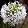 25 WHITE LILY of the NILE Agapanthus Orientalis African Lily Flower Seeds