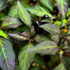 25 BLACK HUNGARIAN PEPPER Capsicum Annuum Mildly Hot Vegetable Seeds
