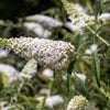 50 WHITE BUTTERFLY BUSH Buddleja Davidii Flower Seeds